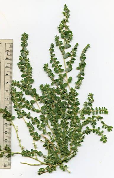  Euphorbia prostrata